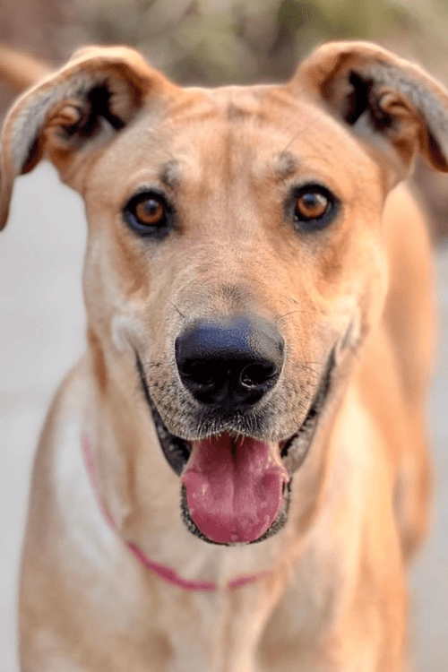 Los Angeles Rescue Supplies (ALL PROFIT DONATED)