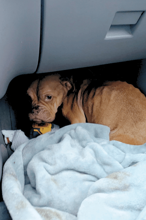 MI Rescue Emergency Supplies (100% PROFIT DONATED)