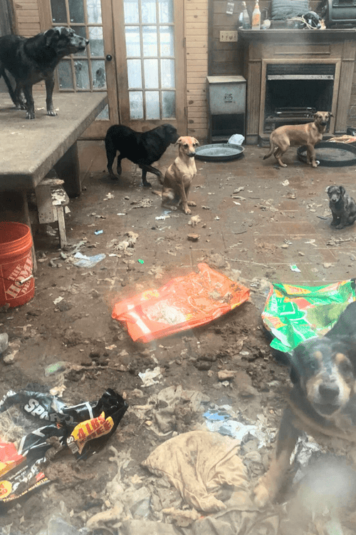 MI Rescue Emergency Supplies (100% PROFIT DONATED)