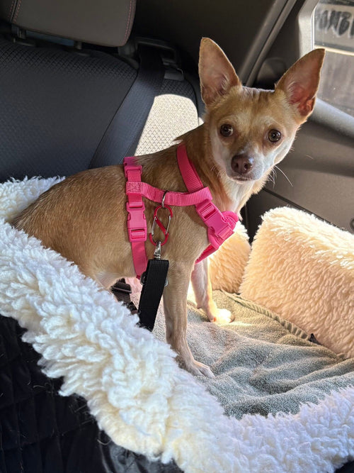 Wet Nose Holiday Rescue Wishlist