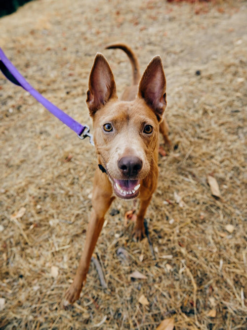 One More Dog Holiday Rescue Wishlist