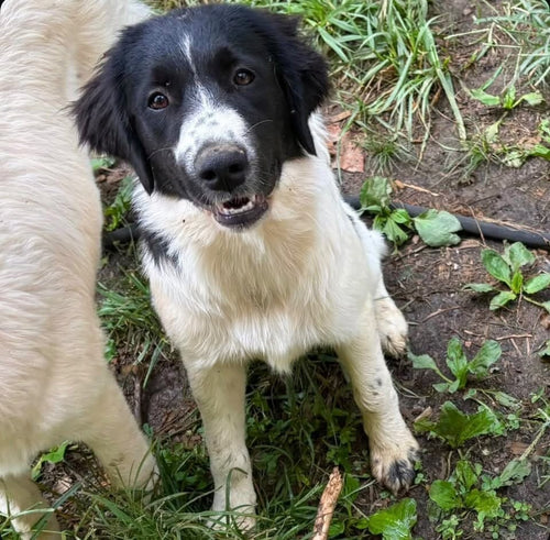 Wet Nose Holiday Rescue Wishlist