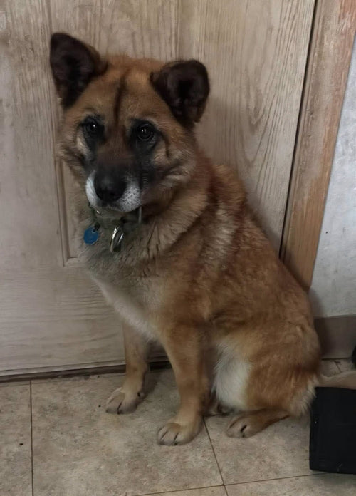 AARF Holiday Rescue Wishlist