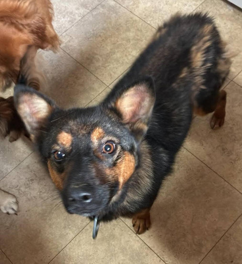 AARF Holiday Rescue Wishlist