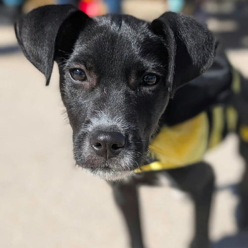 TNT Holiday Rescue Wishlist