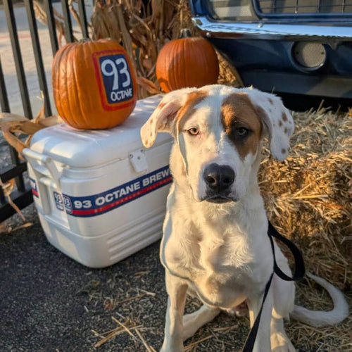 TNT Holiday Rescue Wishlist