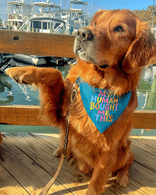Human Bought Me Matching Doggy Bandana