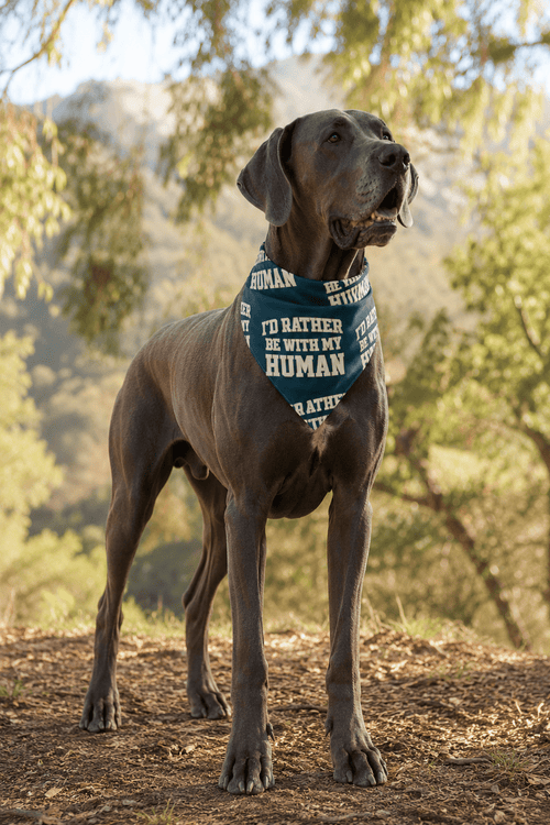 Varsity Matching Doggy Bandana