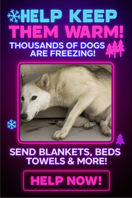 WARM UP THE RESCUE DOGS