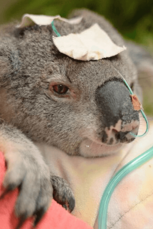 Australia Wildfire Relief Supplies (ALL PROFIT DONATED)