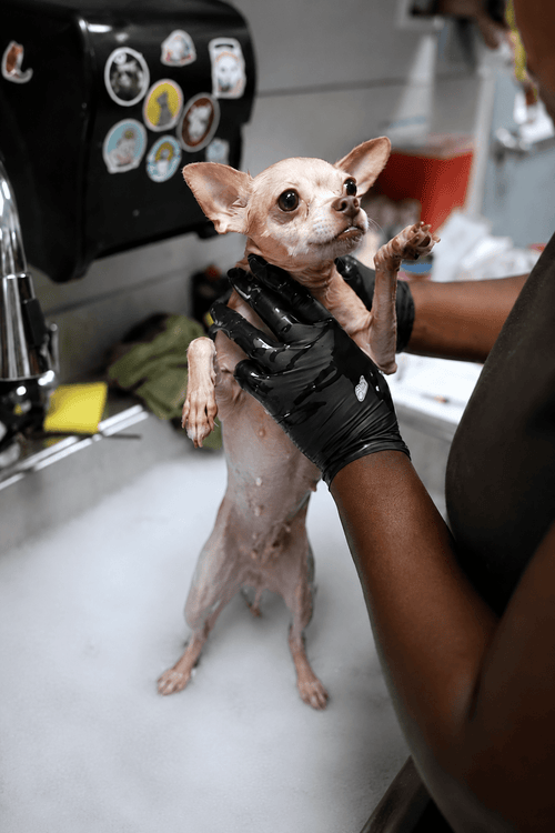 San Diego Humane Emergency Supplies (ALL PROFIT DONATED)