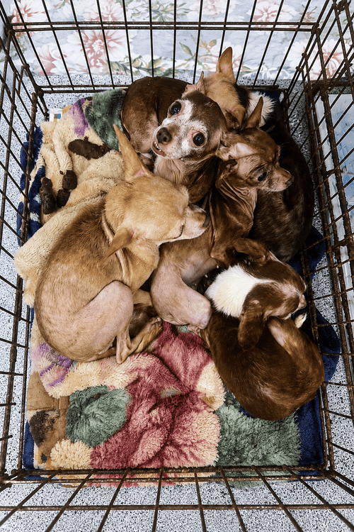 San Diego Humane Emergency Supplies (ALL PROFIT DONATED)
