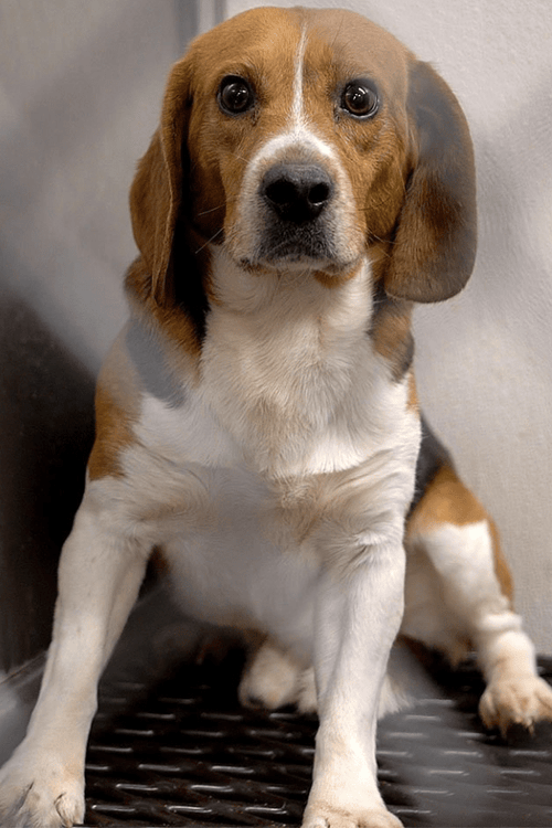 Help the Beagles (100% PROFIT DONATED)