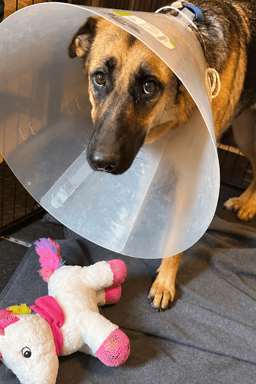 Save the German Shepherds (100% PROFIT DONATED)