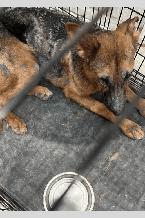 Warm the Rescue Pups