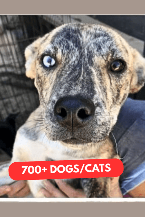 LA Emergency Rescue Wishlist (All Profit Donated)