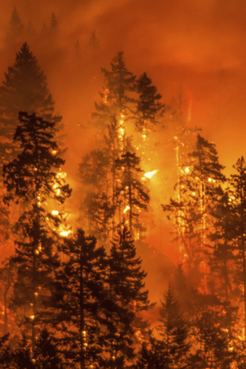 Washington Emergency Supplies (ALL PROFIT DONATED)