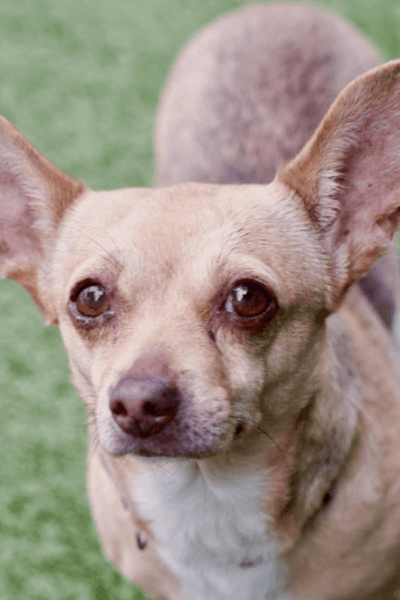 Sponsor A Rescue Dog!