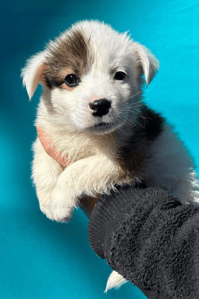 RESCUE RELIEF SUPPLIES (100% PROFIT DONATED)