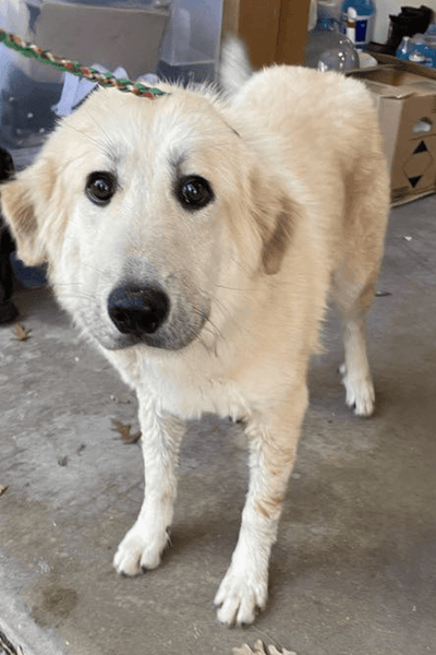 SPOIL A RESCUE DOG (ALL PROFIT DONATED) – I'd Rather Be With My Dog
