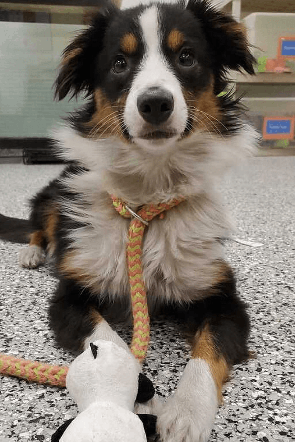 Aussies 2024 for adoption