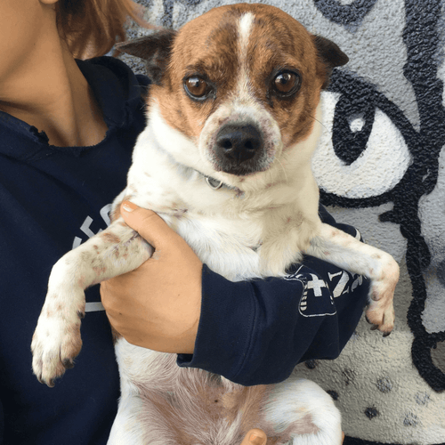 Send To The Rescues!