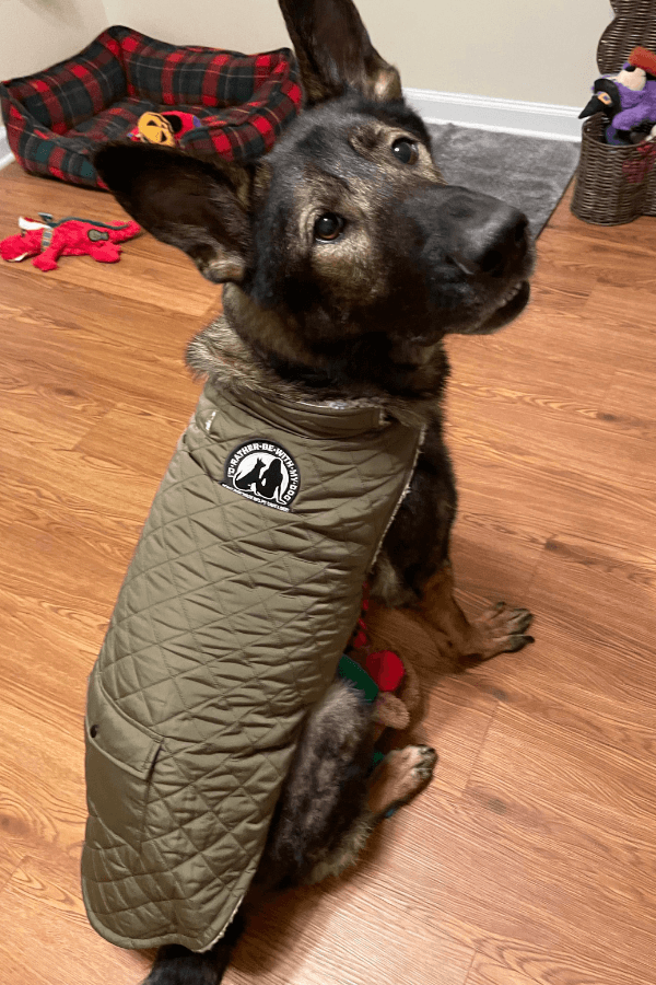 Quilted Doggy Sherpa Jacket (DISCONTINUING)
