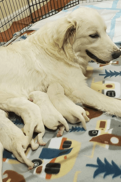 PUPPY MILL RESCUE RELIEF